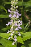 American Germander, Teucrium canadense
