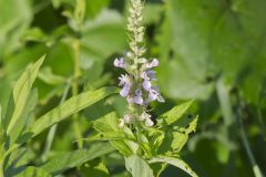 American Germander, Teucrium canadense