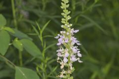 American Germander, Teucrium canadense