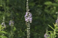 American Germander, Teucrium canadense