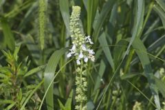 American Germander, Teucrium canadense