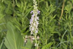American Germander, Teucrium canadense