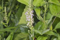 American Germander, Teucrium canadense