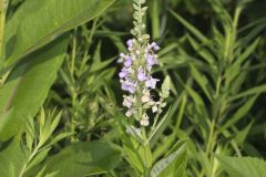 American Germander, Teucrium canadense