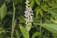 American Germander, Teucrium canadense