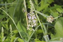 American Germander, Teucrium canadense