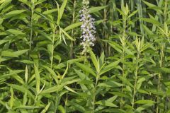 American Germander, Teucrium canadense