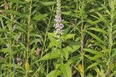 American Germander, Teucrium canadense