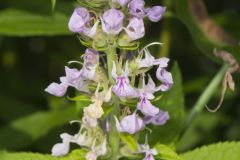 American Germander, Teucrium canadense