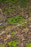 American Ginseng, Panax quinquefolius