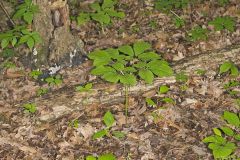 American Ginseng