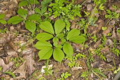 American Ginseng, Panax quinquefolius