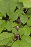 American Ginseng, Panax quinquefolius