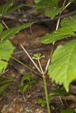 American Ginseng, Panax quinquefolius