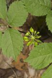 American Ginseng, Panax quinquefolius