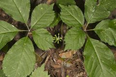 American Ginseng, Panax quinquefolius