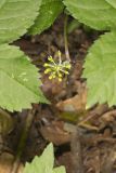 American Ginseng, Panax quinquefolius