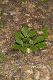 American Ginseng, Panax quinquefolius
