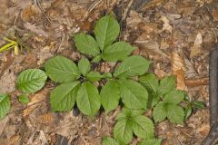 American ginseng, Panax quinquefolius
