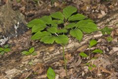 American Ginseng, Panax quinquefolius