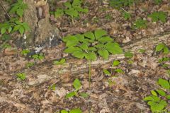 American Ginseng, Panax quinquefolius
