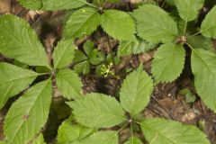 American Ginseng, Panax quinquefolius