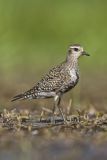 American Golden Plover, Pluvialis dominica