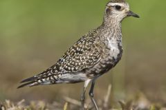 American Golden Plover