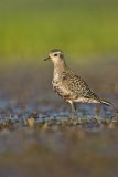 American Golden Plover, Pluvialis dominica