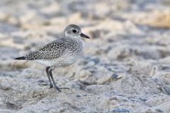 American Golden Plover, Pluvialis dominica