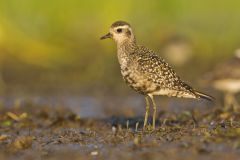 American Golden Plover, Pluvialis dominica