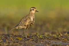American Golden Plover, Pluvialis dominica