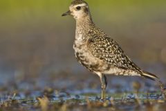 American Golden Plover, Pluvialis dominica