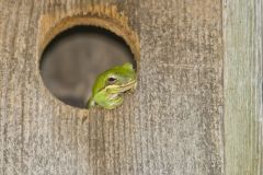 American Green Tree Frog, Hyla cinerea
