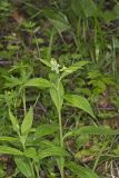 American Gromwell, Lithospermum latifolium
