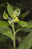 American Gromwell, Lithospermum latifolium