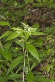 American Gromwell, Lithospermum latifolium