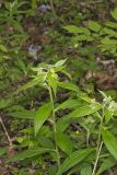 American Gromwell, Lithospermum latifolium