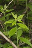 American Gromwell, Lithospermum latifolium