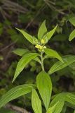 American Gromwell, Lithospermum latifolium