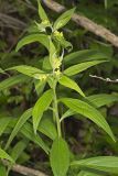 American Gromwell, Lithospermum latifolium