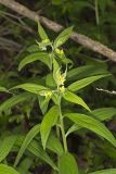 American Gromwell, Lithospermum latifolium