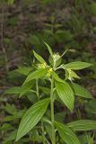American Gromwell, Lithospermum latifolium