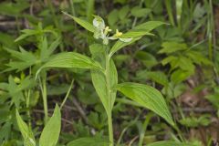 American Gromwell, Lithospermum latifolium