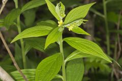American Gromwell, Lithospermum latifolium