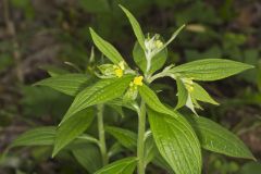 American Gromwell, Lithospermum latifolium