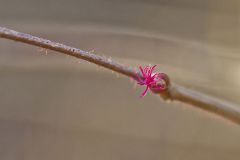 Betulaceae, Birch family