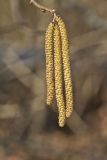 American Hazelnut, Corylus americana