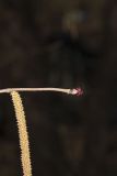 American Hazelnut, Corylus americana