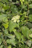 American Hazelnut, Corylus americana